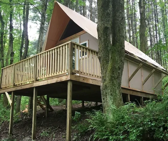 pine tree full cabin